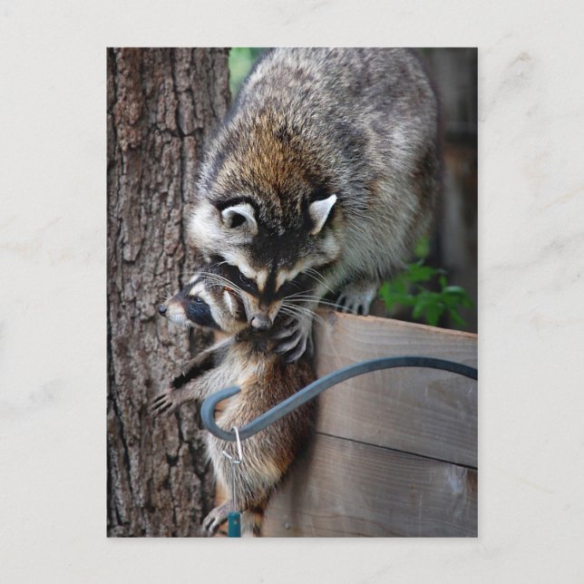 Raccoon Mutter und Kit 3 Postkarte (Vorderseite)