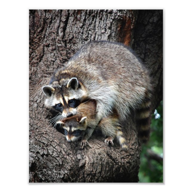 Raccoon Mutter und Kit Fotodruck (Vorne)