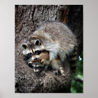 Raccoon Mutter und Kit