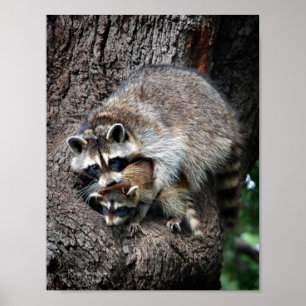 Raccoon Mutter und Kit Poster