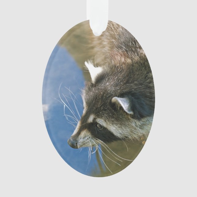 Raccoon Ornament (Vorderseite)