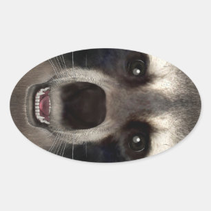 Raccoon Ovaler Aufkleber