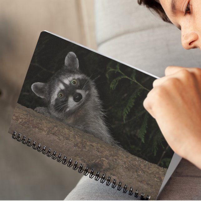 Raccoon Peeking von Behind Tree Nature Foto Notizblock (In Situ)