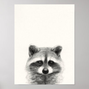Raccoon Pencil Zeichnend Poster