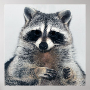 Raccoon Portrait Poster
