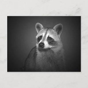 Raccoon Portrait Postkarte