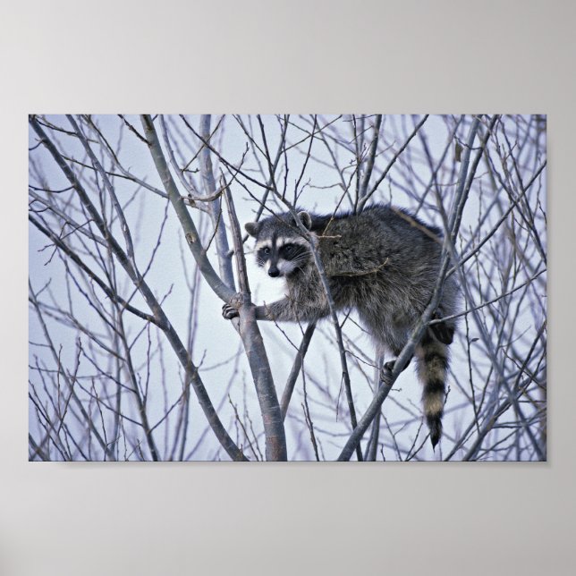 Raccoon Poster (Vorne)