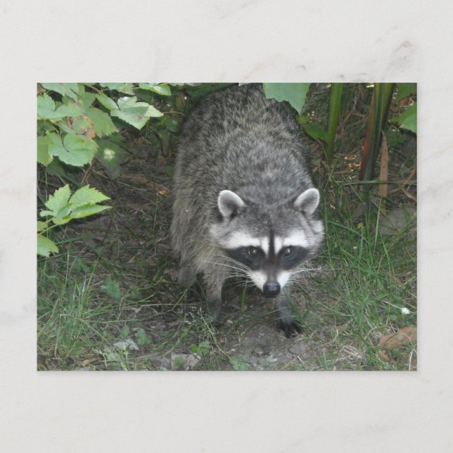 Raccoon Postkarte (Vorderseite)