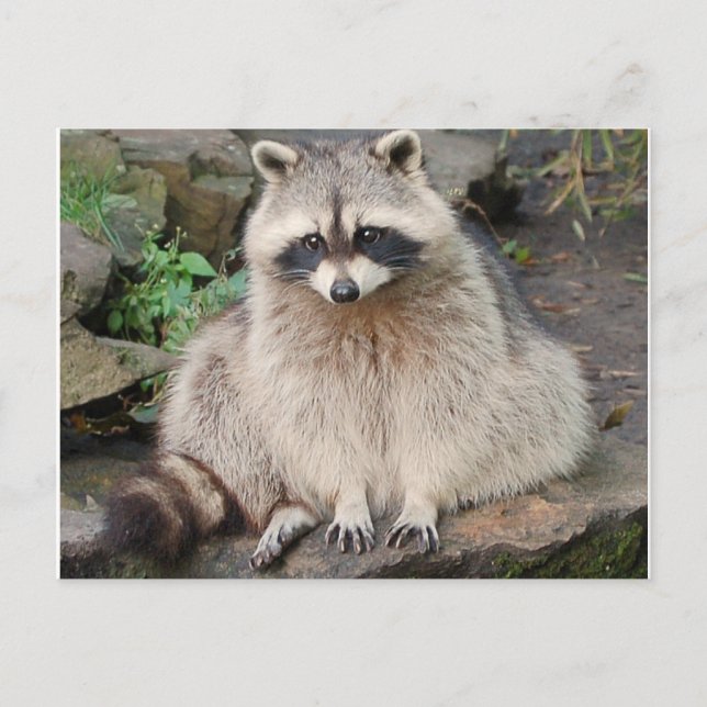 Raccoon Postkarte (Vorderseite)