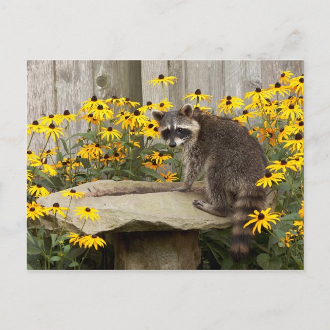 Raccoon Postkarte (Vorderseite)