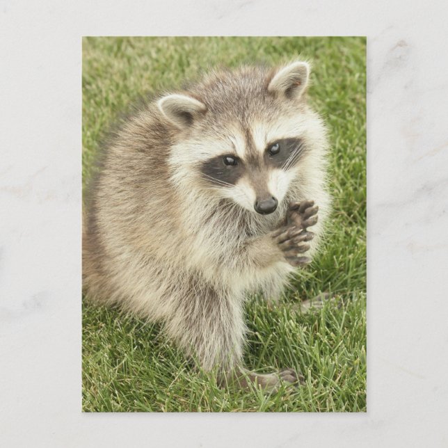 Raccoon Postkarte (Vorderseite)