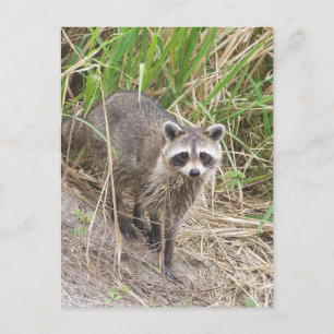 Raccoon Postkarte