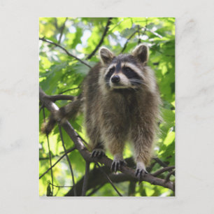 Raccoon Postkarte