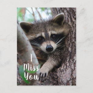 Raccoon Postkarte