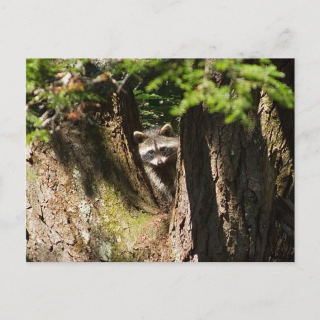 Raccoon Postkarte (Vorderseite)