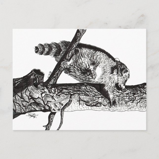RACCOON POSTKARTE (Vorderseite)
