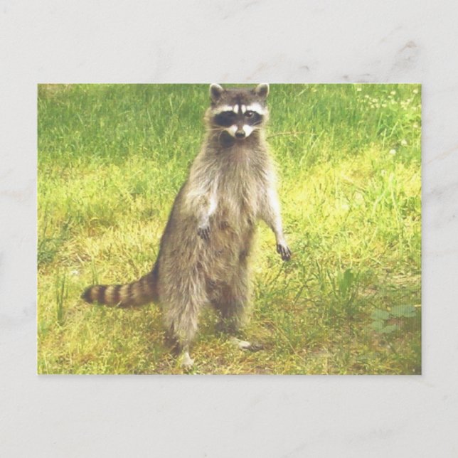 Raccoon Postkarte (Vorderseite)