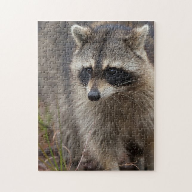 Raccoon, Procyon lotor, Florida (Vertikal)