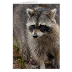 Raccoon, Procyon lotor, Florida