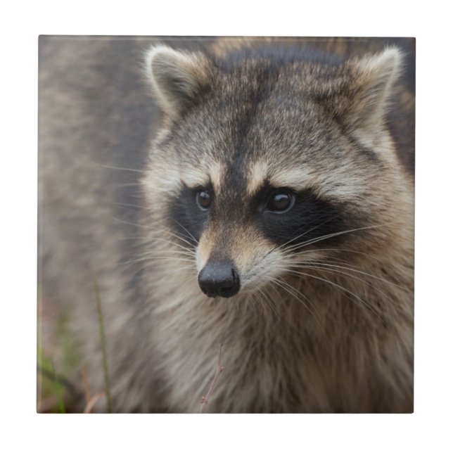 Raccoon, Procyon lotor, Florida Fliese (Vorderseite)