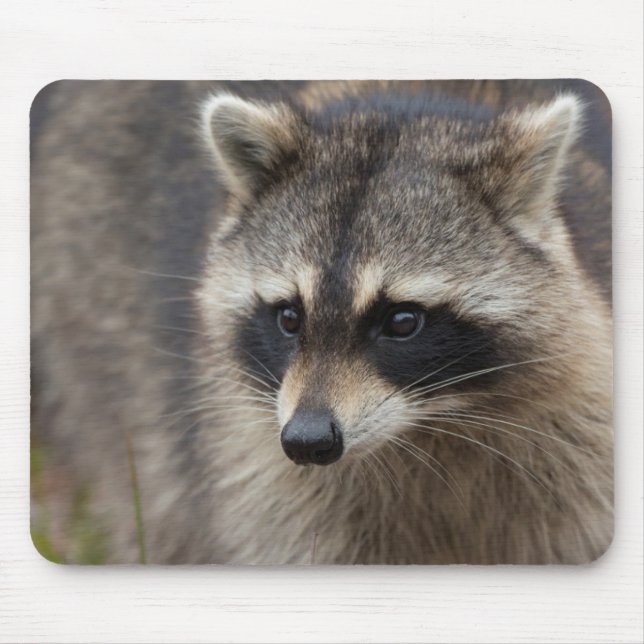 Raccoon, Procyon lotor, Florida Mousepad (Vorne)