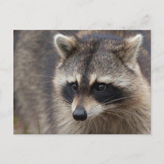 Raccoon, Procyon lotor, Florida Postkarte (Vorderseite)