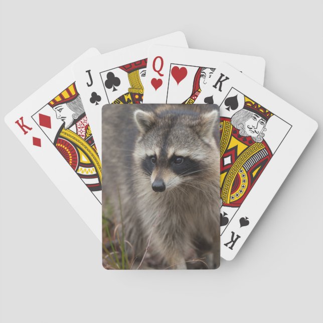 Raccoon, Procyon lotor, Florida Spielkarten (Rückseite)