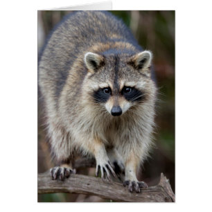Raccoon, Procyon lotor, Florida, USA 2