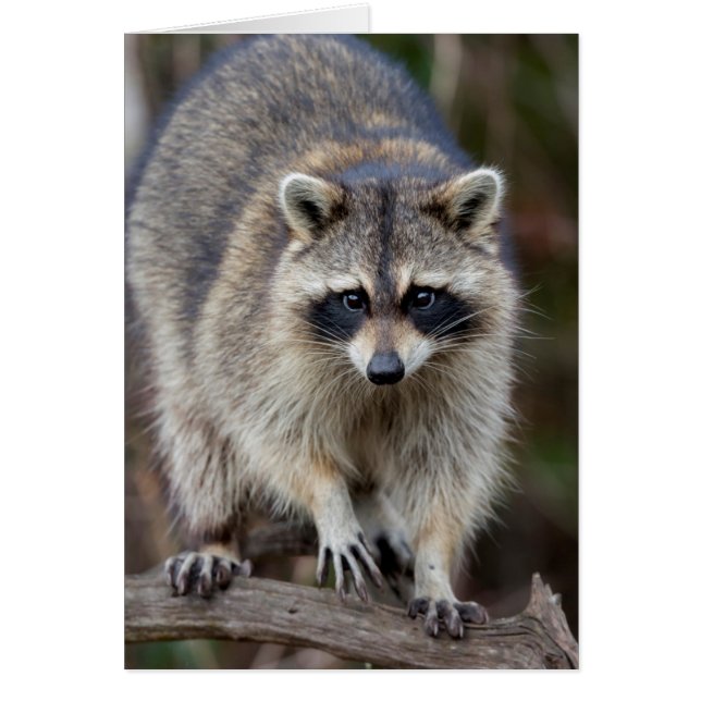 Raccoon, Procyon lotor, Florida, USA 2 (Vorne)