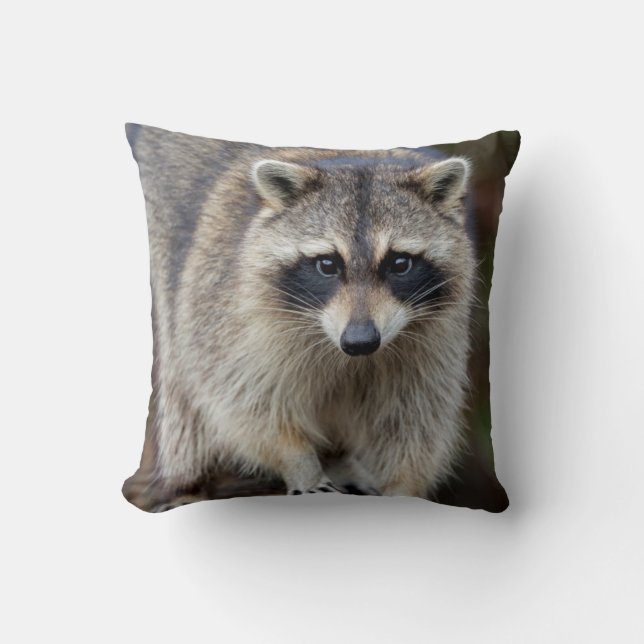 Raccoon, Procyon lotor, Florida, USA 2 Kissen (Vorderseite)