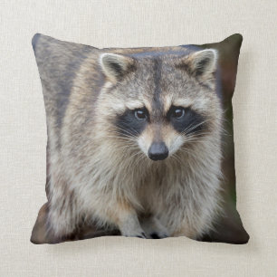 Raccoon, Procyon lotor, Florida, USA 2 Kissen