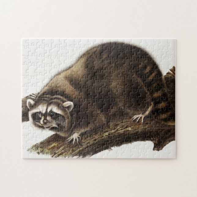 Raccoon (Procyon lotor) Illustration (Horizontal)