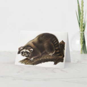 Raccoon (Procyon lotor) Illustration Karte