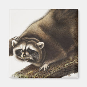 Raccoon (Procyon lotor) Illustration Magnet