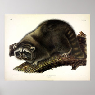 Raccoon (Procyon Lotor) von Audubon Poster