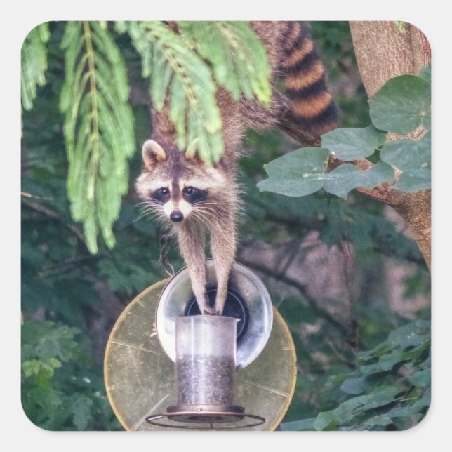 Raccoon Raiding the Bird Feeder Quadratischer Aufkleber (Vorderseite)