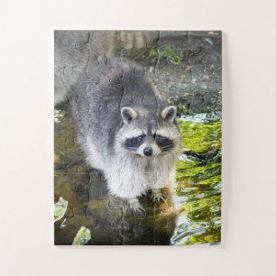 Raccoon Schwimmen im Wasser