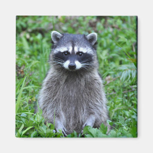 Raccoon Stehend Magnet