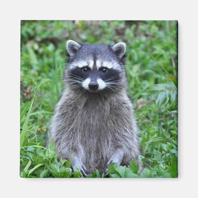 Raccoon Stehend Magnet (Vorne)