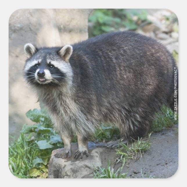 Raccoon Stickers (Vorderseite)