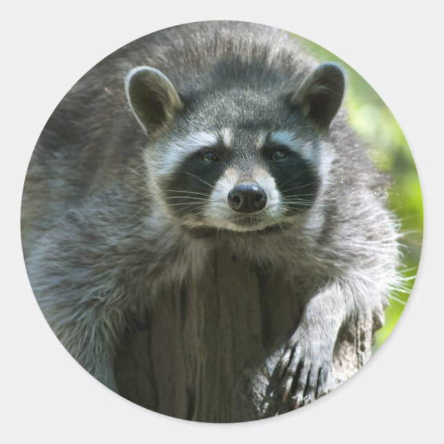 Raccoon Stickers (Vorderseite)