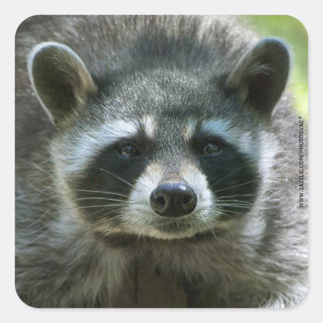 Raccoon Stickers (Vorderseite)