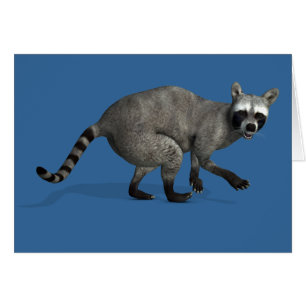 Raccoon surpris