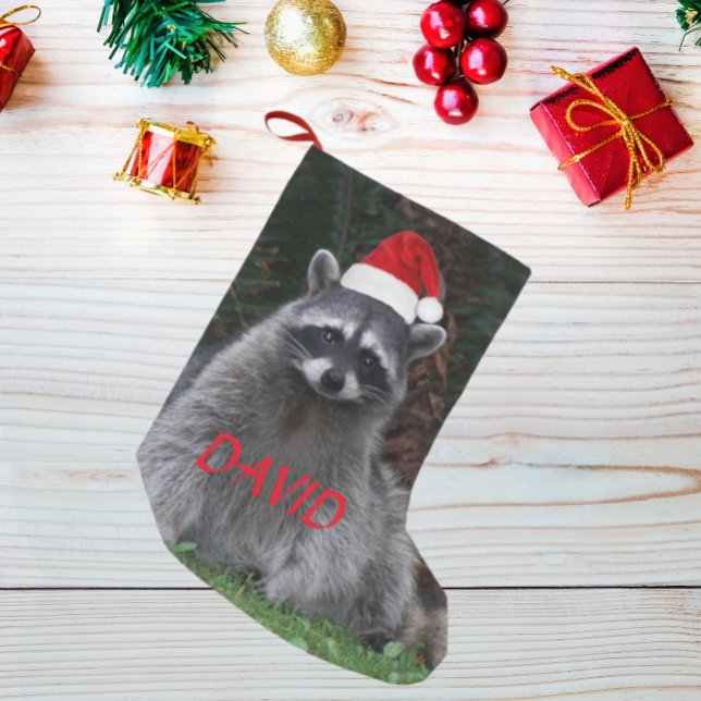 Raccoon Tragen roter Weihnachtsmannmütze mit Name Kleiner Weihnachtsstrumpf (In Situ)