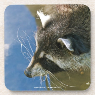 Raccoon Untersetzer