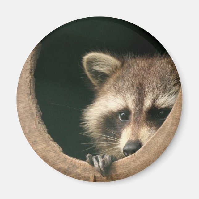 Raccoon-Verstecken Magnet (Vorne)