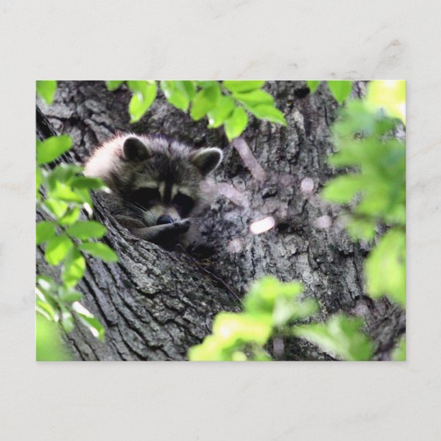 Raccoon verstecken postkarte (Vorderseite)