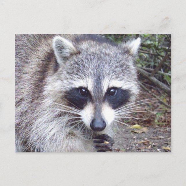 Raccoon Wildlife Series # 8 Postkarte (Vorderseite)