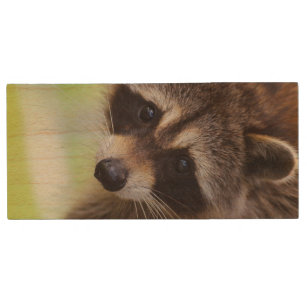 Raccoon Wildnis Natur Tierwelt Holz USB Stick