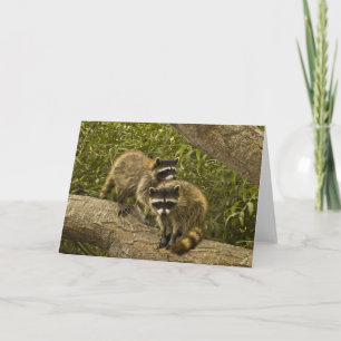 Raccoons Karte